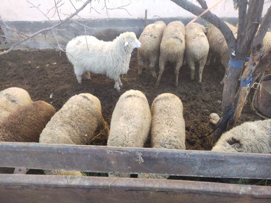 Мал сатылады