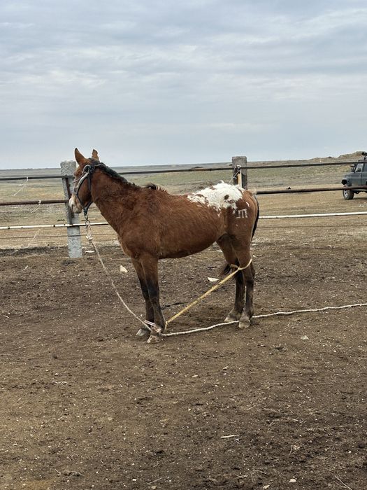 Еркек кунан сатылады шубар