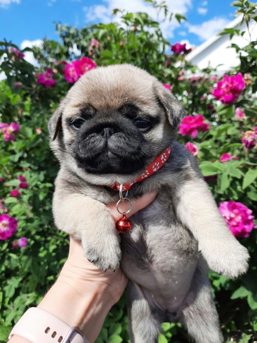 Отличные щеночки Мопса