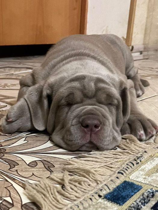 Мастино наполетано