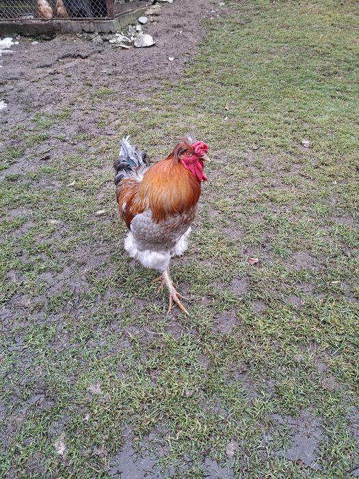 Vând cocosi diverse rase si culori