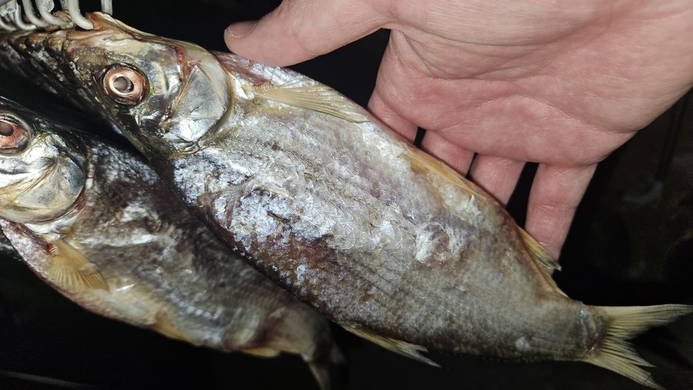 Рыбец сушёные, жирные