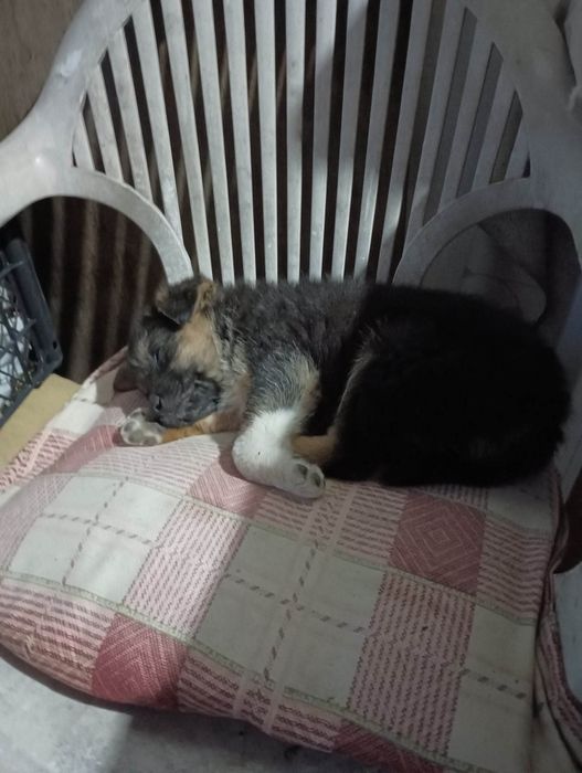 Мечо  търси дом! Гр. Пловдив, Чирпан