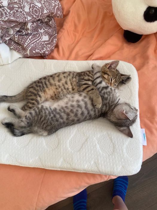 Продаю котят 2 месяца