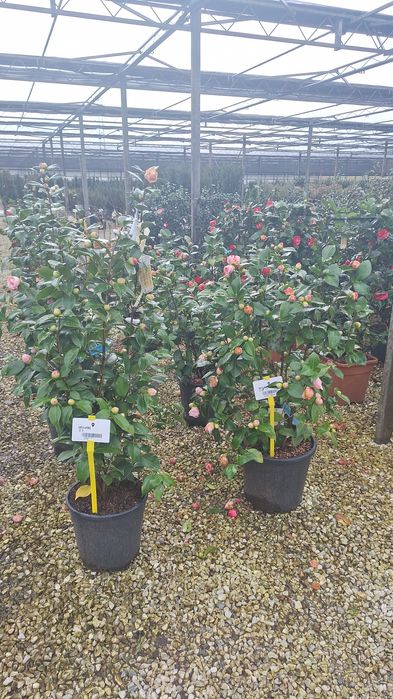 Bananier, Camelia,arțar japonez ,palmieri ,Fenixx