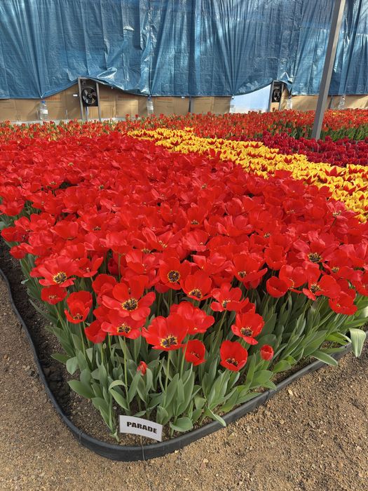 Тюльпаны оптом и в розницу