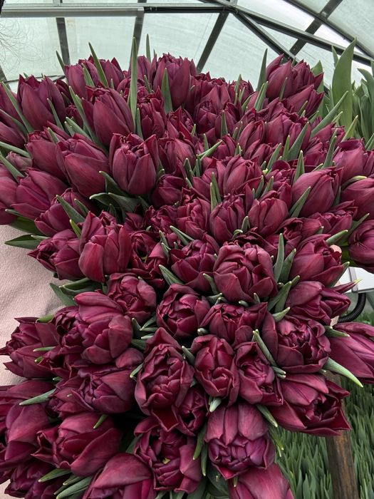 Тюльпаны к 14 февраля и 8 марта!