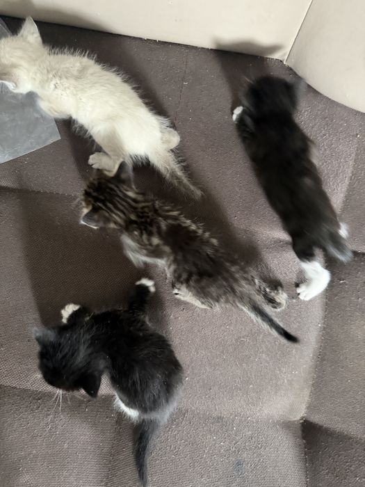 Отдам котят,  в отвественые руки