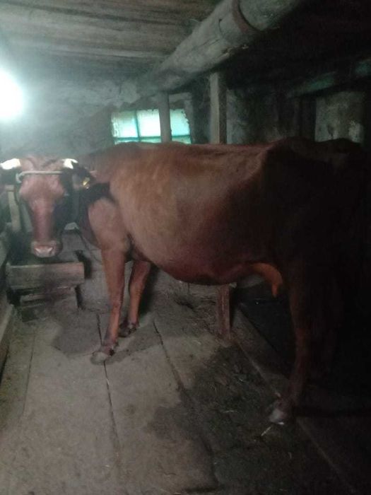 Продам молочную корову.