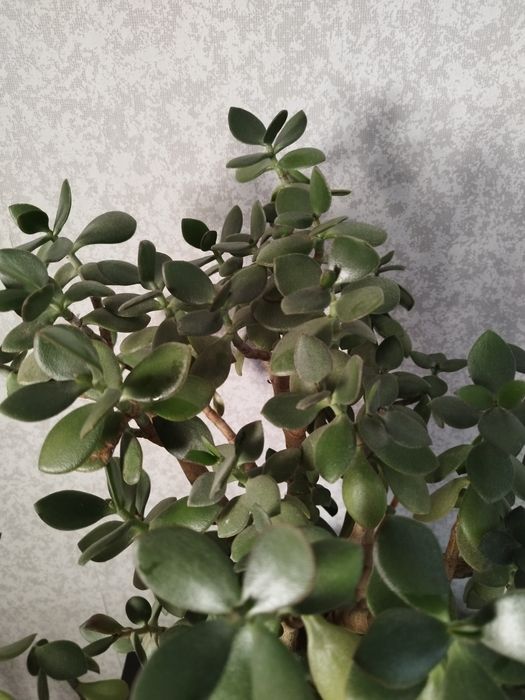 Денежное дерево, толстянка