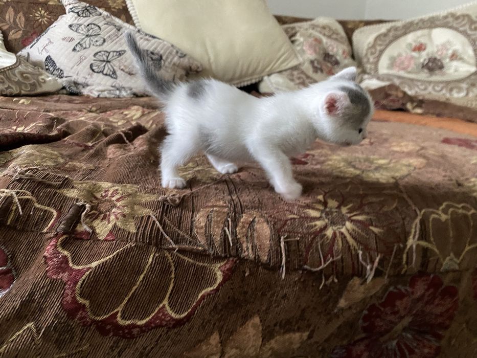 Домашний, ручной котенок. Девочка
