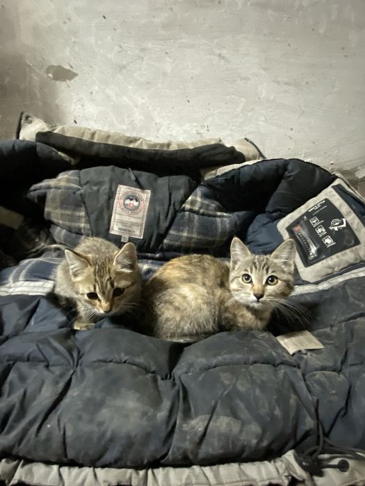 Срочно отдам котят