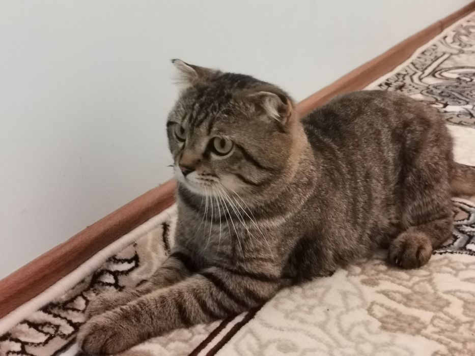 Кошка скотиш фолд mushuk skotish fold