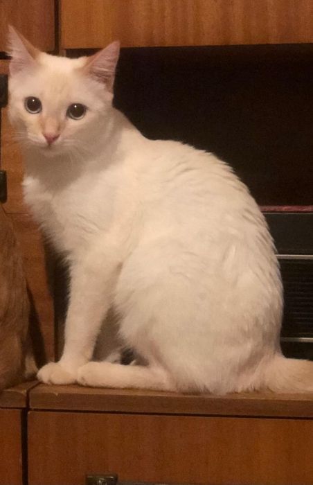 Ждём добрые руки ответсвенным