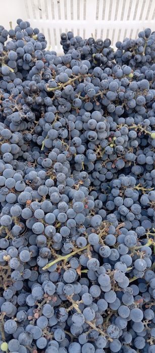 Продам виноград для компотов сладкий