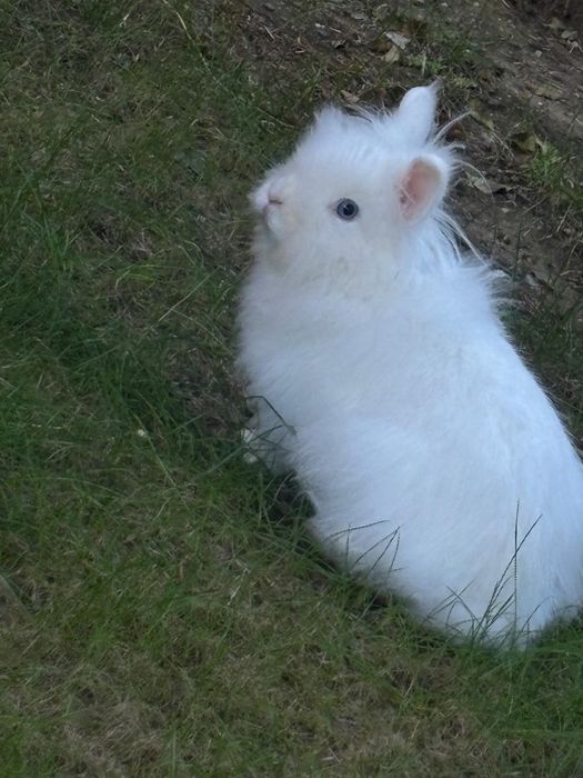 iepure pitic de companie