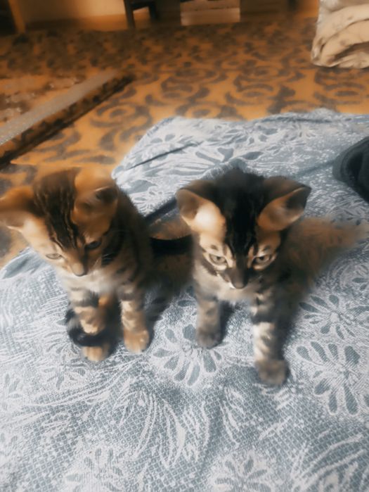 Bengal mushukchalar sotiladi 1 qiz 1 oʻgʻil