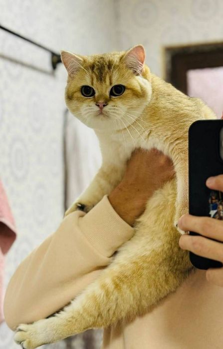 Продается котенок  родословная золотая шиншилла