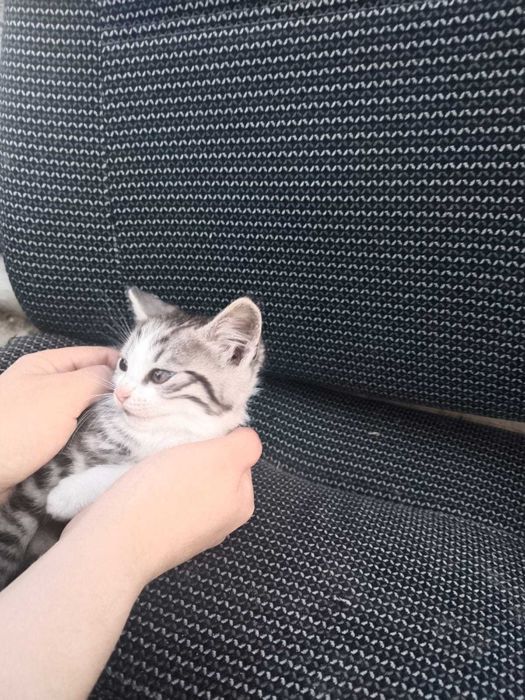Отдам котят едят все