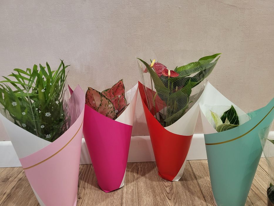 Цветы комнатные растения