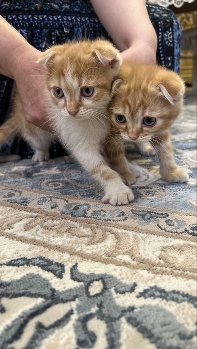 Котята скотиш фолд