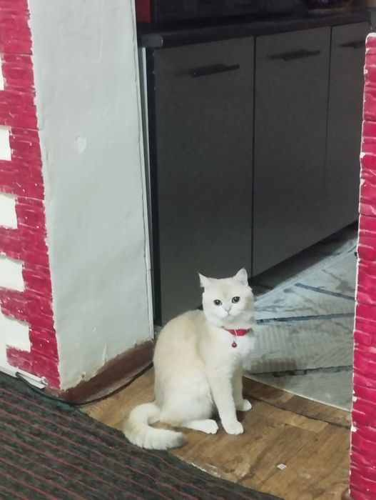 Продаётся кот породистый