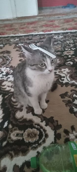 Кошка с тройней.