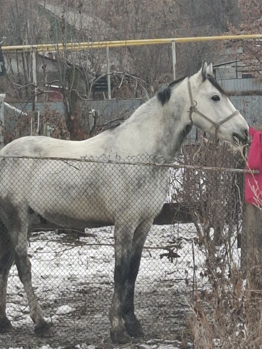 Продам лошадь на племя