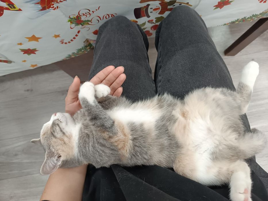 Отдам в добрые руки