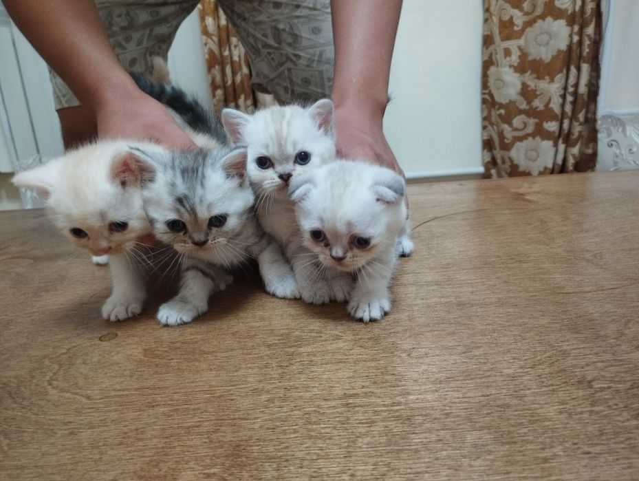 Шотландские котята