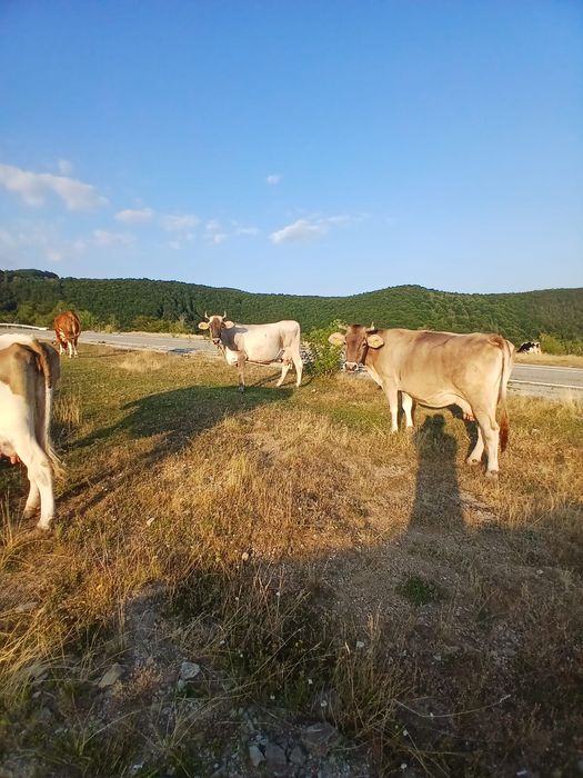 Vând vaci gestante