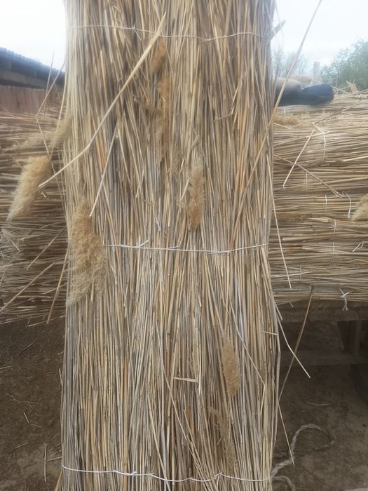 Камыс сатылады. Камыш