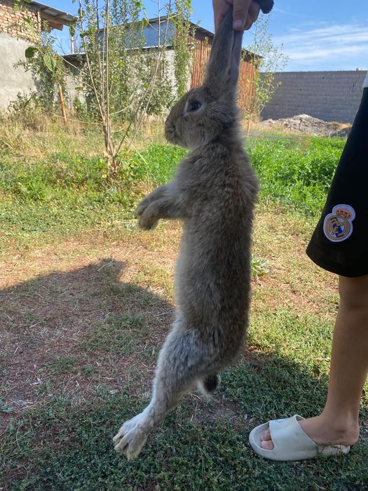 Кояан Гигант парода