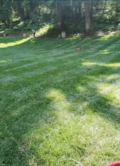 Soluții Verzi pentru Curte – Plante de Elită și Montaj Profesional