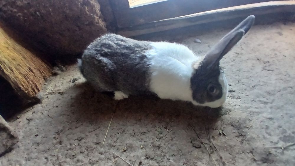 Vând iepuri hycole francez