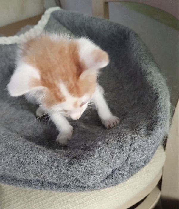 Бебе коте търси дом