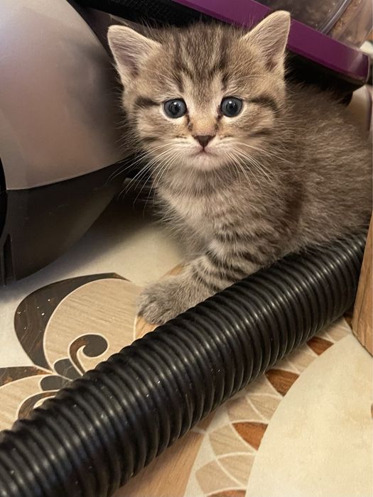 Британский котёнок