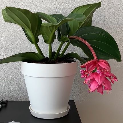 Мединилла растение