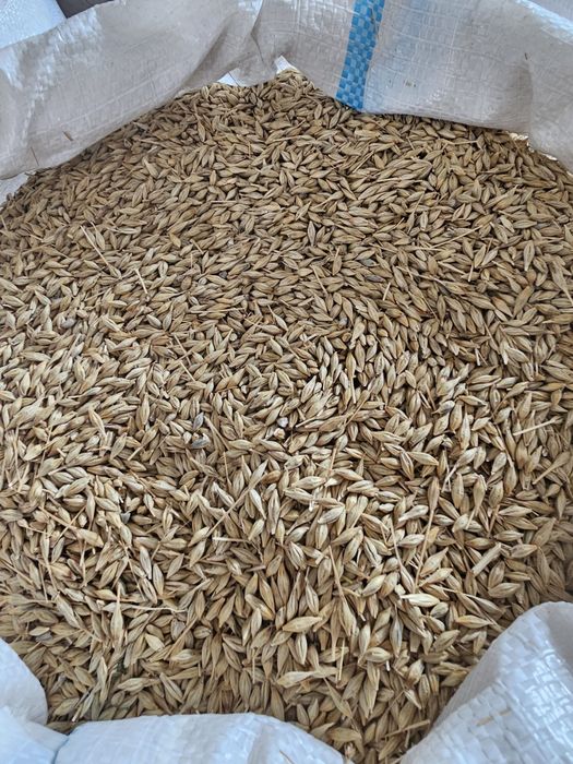 Vand cereale , porumb , grau , orz ,malai , ovaz , sorg , floarea