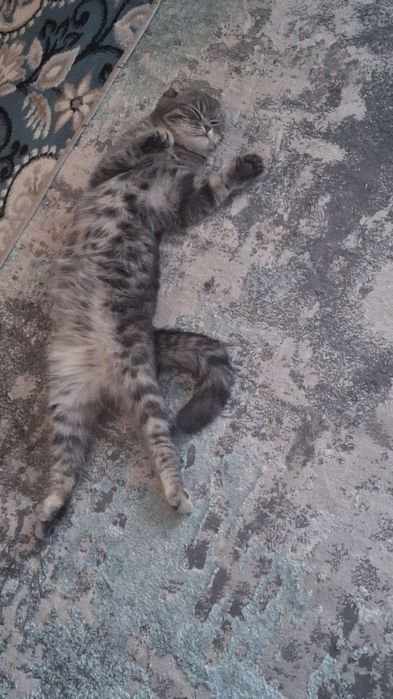 Zotli mushuk sotiladi