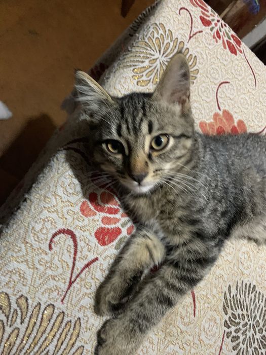 Котята полосатые