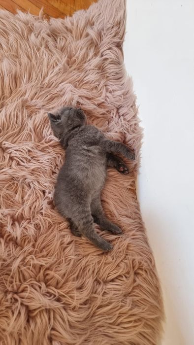 Puiut british shorthair