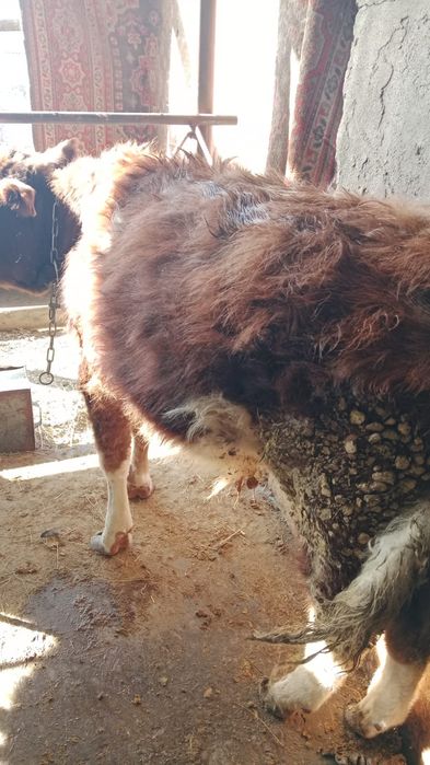 Продам 5 крепких бычков