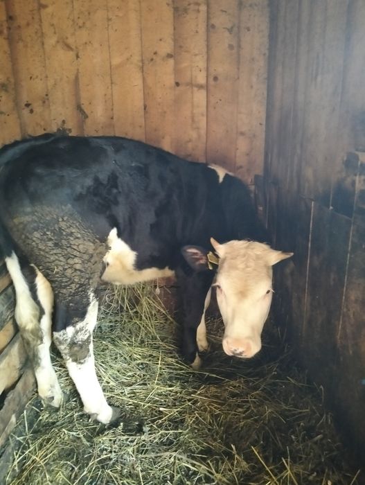 Vând juninca baltata