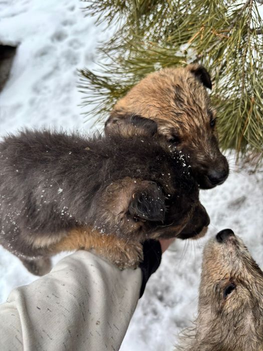 Отдам в добрые руки