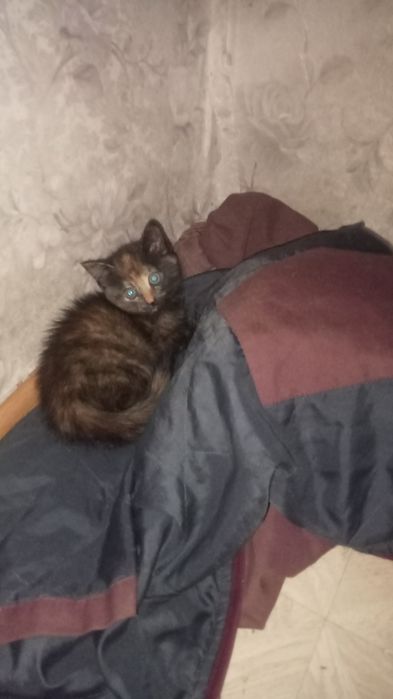 Отдам котёнка в хорошие руки