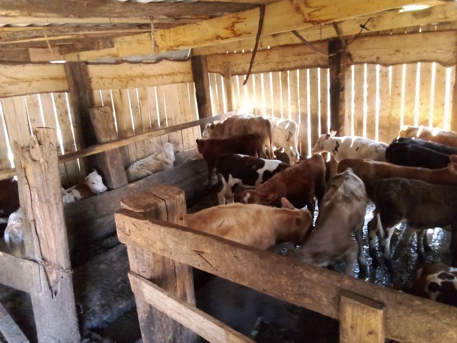 Телята продажа разных возростов