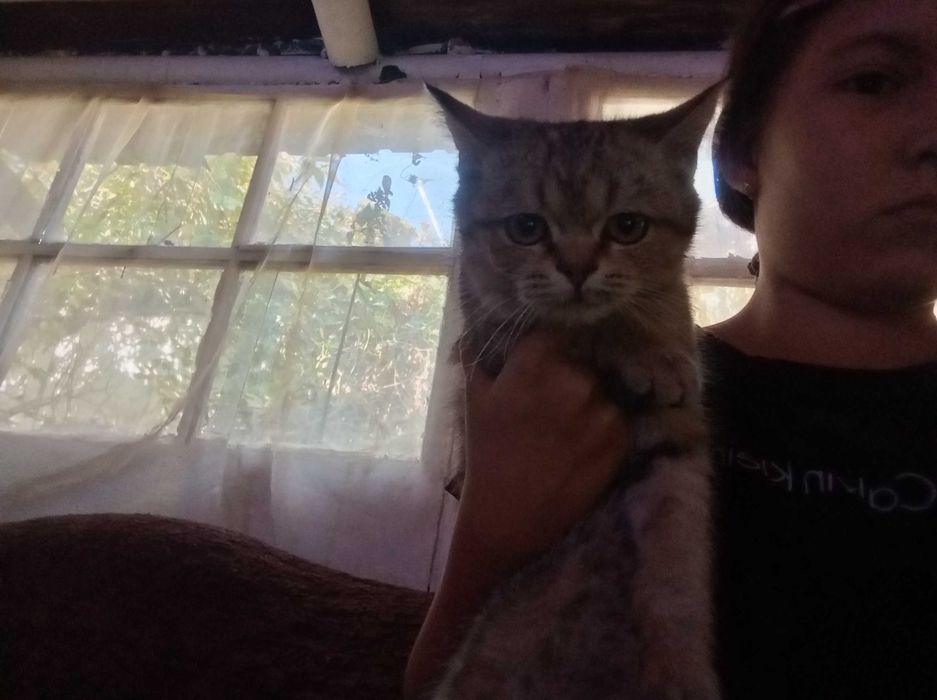 Котенок мальчик, ищет хозяинов