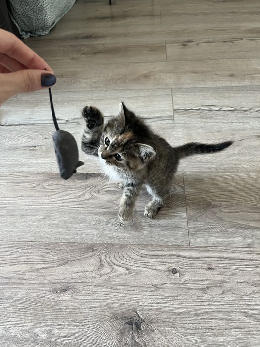 Котенок девочка 2 мес в добрые руки