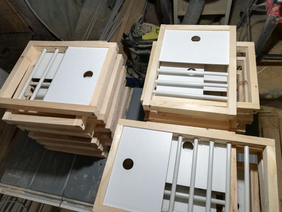 Fete de boxe porumbei